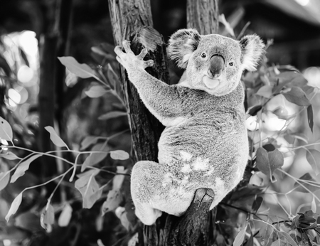 Australian koala outdoors in a eucalyptus tree. Black and White.の写真素材