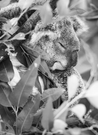 Australian koala outdoors in a eucalyptus tree. Black and White.の写真素材