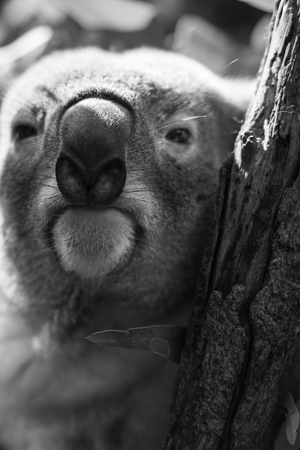 Australian koala outdoors in a eucalyptus tree. Black and White.の写真素材