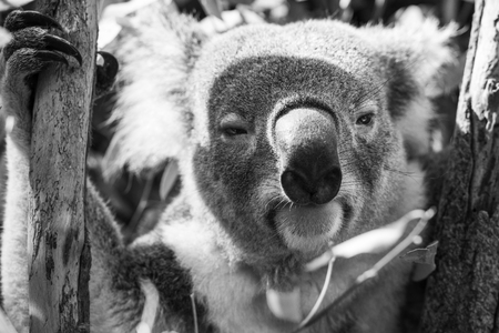 Australian koala outdoors in a eucalyptus tree. Black and White.の写真素材