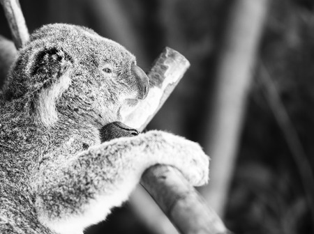 Australian koala outdoors in a eucalyptus tree. Black and White.の写真素材