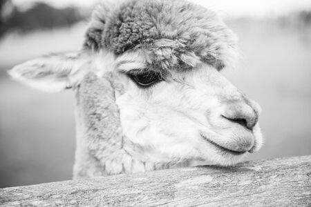 Alpaca in a field .の写真素材
