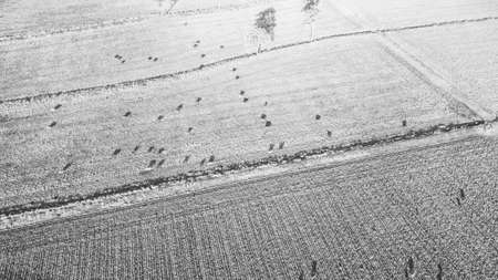 Cows on the farm during the dayの写真素材