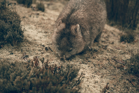 Large adorable wombat during the day looking for grass to eat in Cradle Mountain, Tasmaniaの写真素材