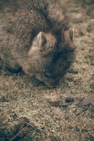 Large adorable wombat during the day looking for grass to eat in Cradle Mountain, Tasmaniaの写真素材