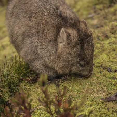 Large adorable wombat during the day looking for grass to eat in Cradle Mountain, Tasmaniaの写真素材