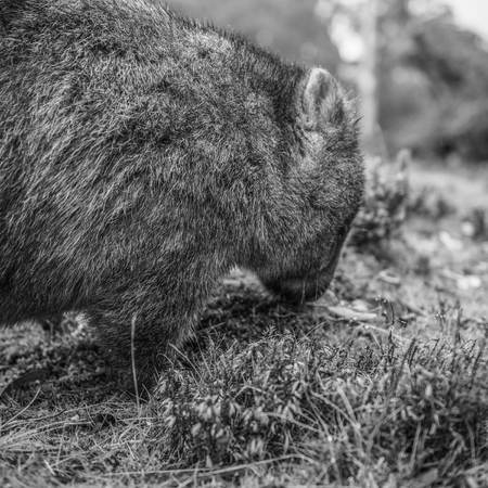 Large adorable wombat during the day looking for grass to eat in Cradle Mountain, Tasmaniaの写真素材