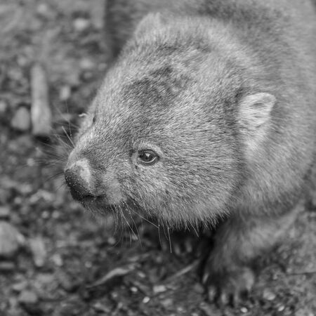 Large adorable wombat during the day looking for grass to eat in Cradle Mountain, Tasmaniaの写真素材