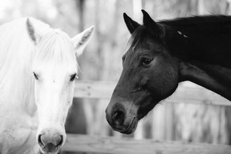 Horses in the paddock during the dayの写真素材