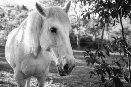 Horse in the paddock during the dayの写真素材