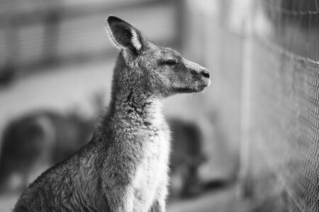 Australian kangaroo outdoors during the daytime.の写真素材