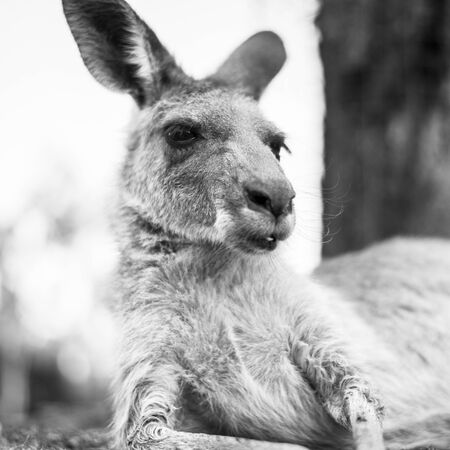 Australian kangaroo outdoors during the daytimeの写真素材
