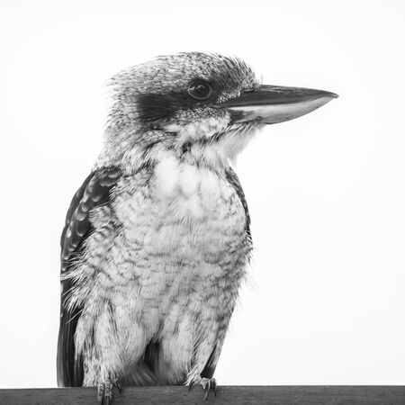 Australian kookaburra by itself resting outdoors during the day in Queenslandの写真素材