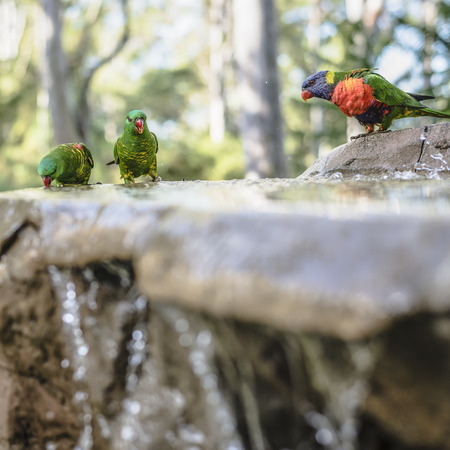 Rainbow lorikeet out in nature during the day.の写真素材