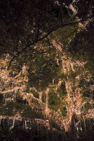 Large beautiful tree located in Brisbane City covered in spectacular golden lights.