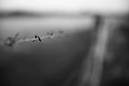 Sharp and rusted timber and metal fence in the countryside of Peak Crossing in Queensland.の写真素材