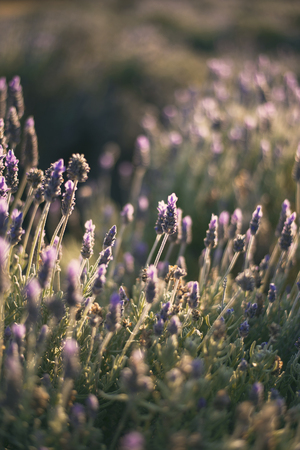 Deep purple lavender plants out in nature.の写真素材