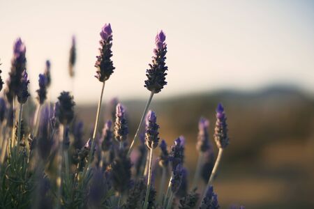 Deep purple lavender plants out in nature.の写真素材
