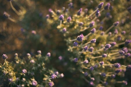Deep purple lavender plants out in nature.の写真素材