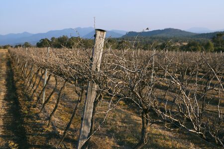 Vineyard in Mount Alford, Queensland in the afternoon.の写真素材