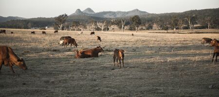 Cows in the paddock in the countryside during the day in Queensland.の写真素材