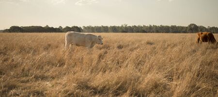 Cows in the paddock in the countryside during the day in Queensland.の写真素材
