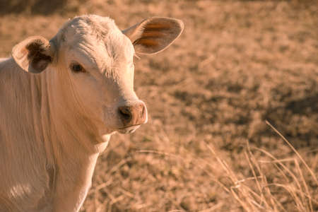 Baby cow in the countryside during the day in Queensland.の写真素材