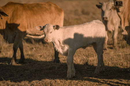 Baby cows in the countryside during the day in Queensland.の写真素材