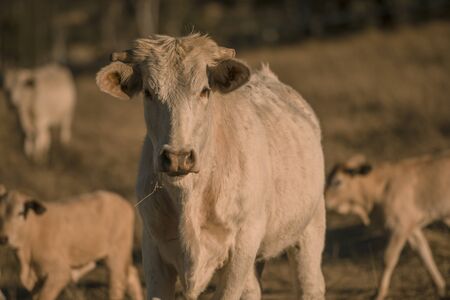 Baby cows in the countryside during the day in Queensland.の写真素材