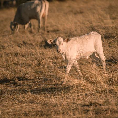 Baby cows in the countryside during the day in Queensland.の写真素材