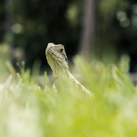 Water Dragon outside during the day in the late afternoon.の写真素材