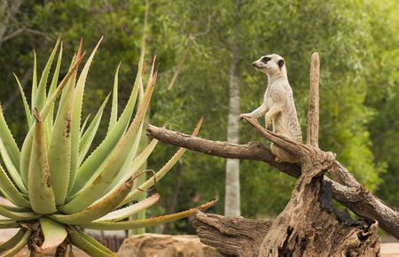 One meerkat looking around during the day.の写真素材