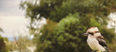 Australian kookaburra by itself resting outdoors during the day.の写真素材