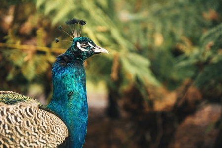 Colourful peacock outdoors during the daytime amongst nature.の写真素材