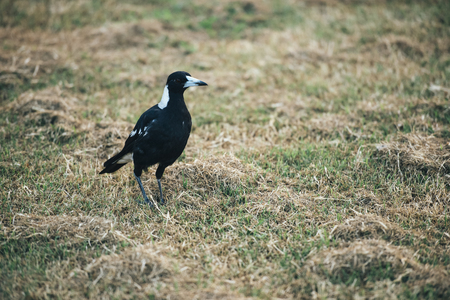 Australian magpie outside during the day time.の写真素材