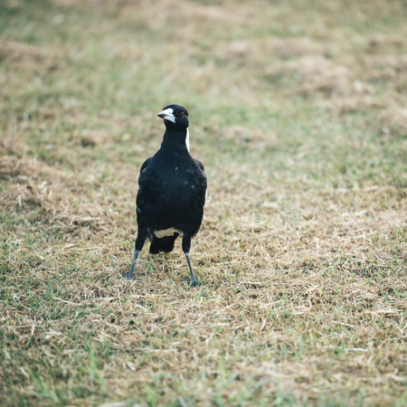 Australian magpie outside during the day time.の写真素材