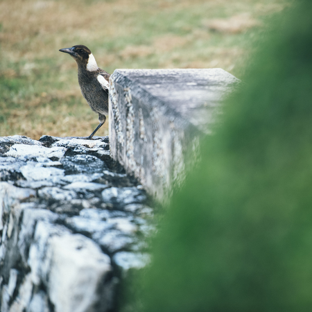 Australian magpie outside during the day time.