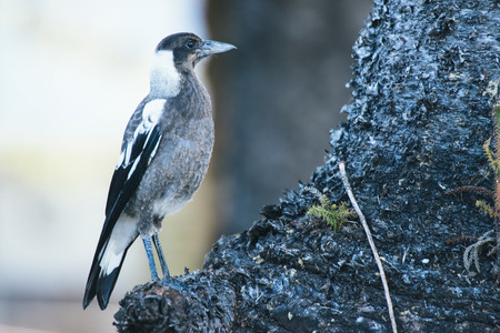 Australian magpie outside during the day time.の写真素材