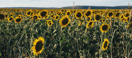 Sunflowers amongst a field in the afternoon in Nobby, Toowoomba Region, Queensland.