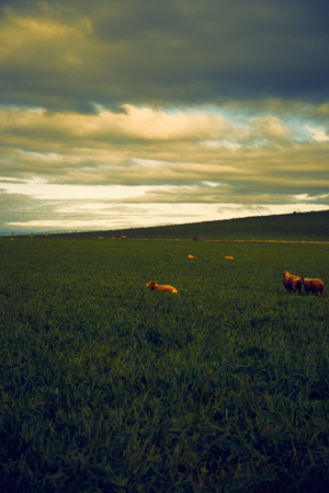 Sheep on the farm during the day in Tasmania.の写真素材