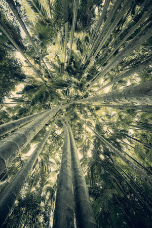 Trees in Mapleton Falls National Park rainforest, Glass House Mountains, Sunshine Coast.の写真素材