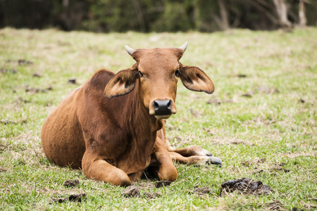 Australian cow on the farm during the day.の写真素材