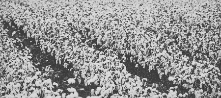 Field of cotton in the countryside ready for harvesting.の写真素材