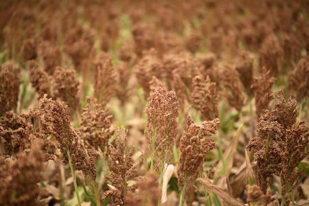 Field of Australian sorghum during the day time.の写真素材