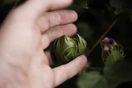 Field of cotton in the countryside ready for harvesting.の写真素材