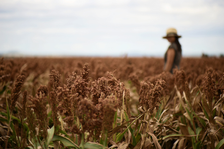 Field of Australian sorghum during the day time.の写真素材
