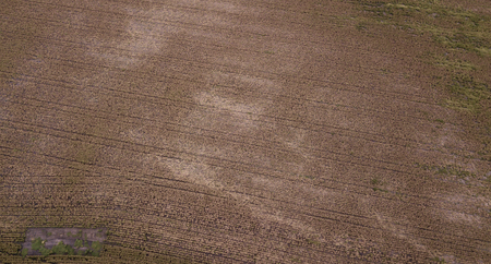 Field of Australian sorghum during the day time.の写真素材
