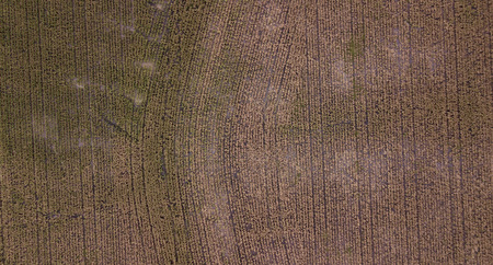 Field of Australian sorghum during the day time.の写真素材