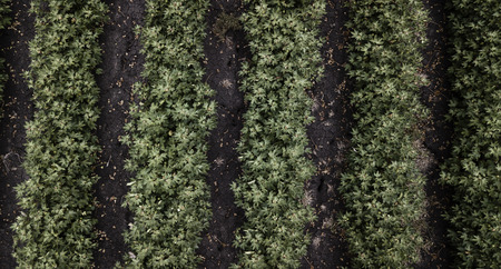 Field of cotton in the countryside ready for harvesting.