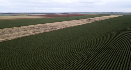 Field of cotton in the countryside ready for harvesting.